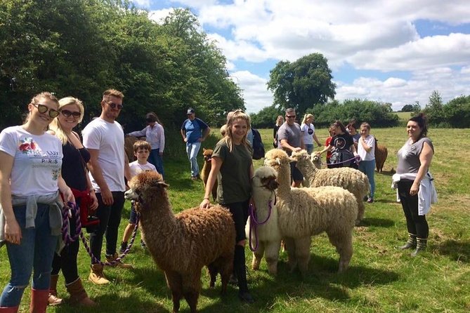2-Hour Alpaca Farm Experience in Kenilworth - Participant Guidelines