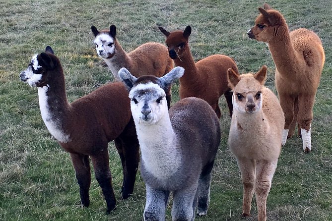 2-Hour Alpaca Farm Experience in Kenilworth - Pricing and Cancellation Policy