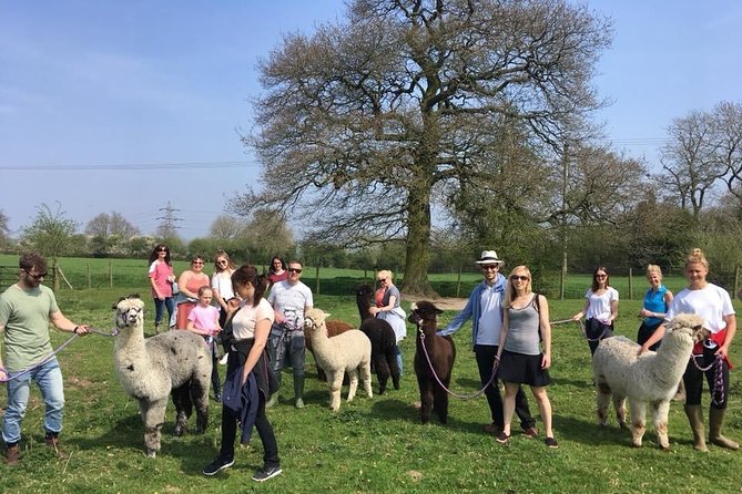 2-Hour Alpaca Farm Experience in Kenilworth - Highlights of the Tour