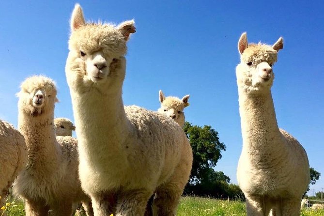 2-Hour Alpaca Farm Experience in Kenilworth - Preparing for the Tour