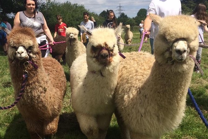 2-Hour Alpaca Farm Experience in Kenilworth - Getting to the Farm