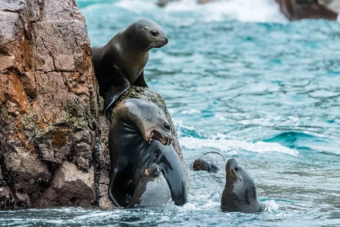 2-Hour Ballestas Islands Tour by Modern Boat - Overview of the Ballestas Islands Tour