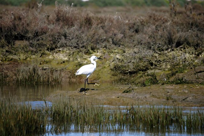 2-Hour Bird Watching Guided Boat Trip in Ria Formosa From Faro Algarve - Confirmation and Booking Requirements