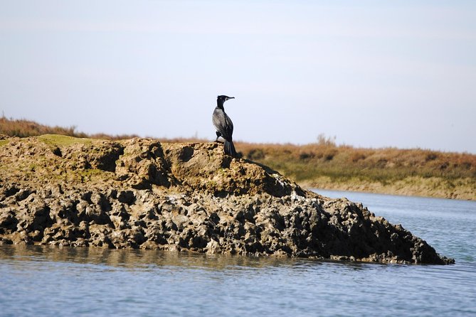 2-Hour Bird Watching Guided Boat Trip in Ria Formosa From Faro Algarve - Accessibility and Participation
