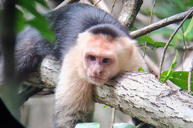 2-Hour Boat Tour in Quepos - Informative Guide Insights