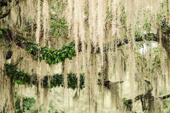 2-Hour Bonaventure Cemetery Walking Tour - Additional Information