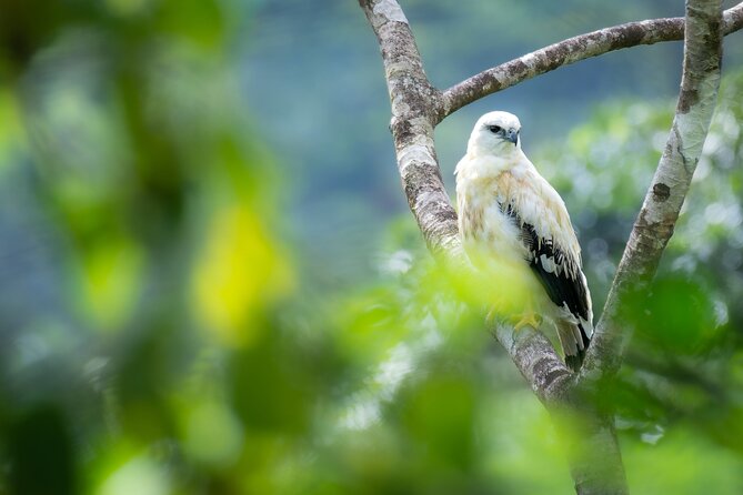 2-Hour Chachagua Rainforest - Birdwatching Tour - Key Points