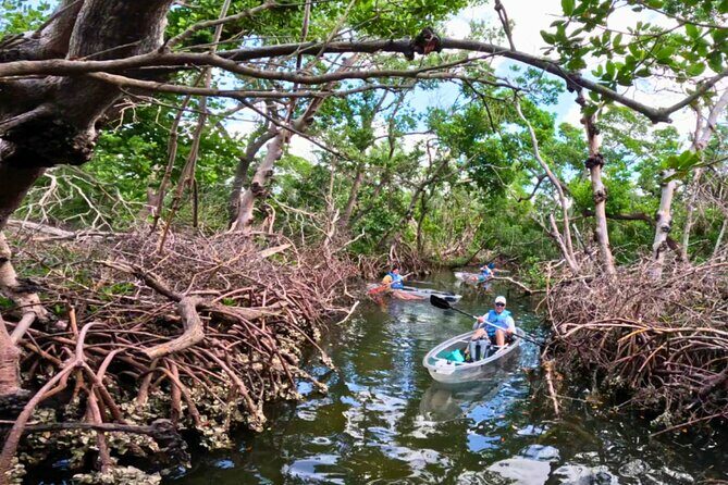 2 Hour Clear Kayak Tour at Emerson Point Preserve - The Sum Up