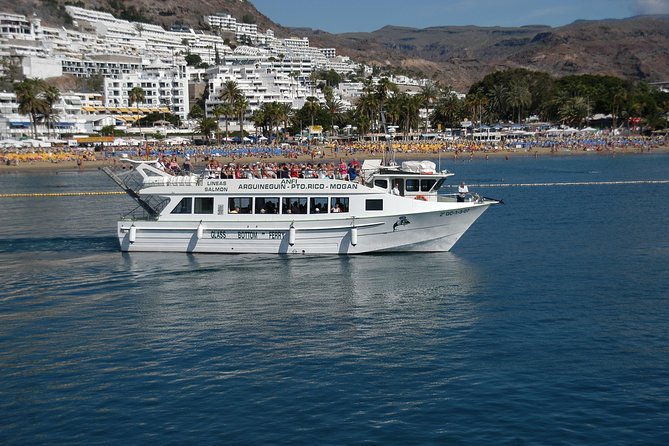 2-Hour Dolphin and Whale Watching in Gran Canaria - Boat and Tour Information