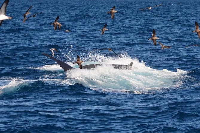 2-Hour Dolphin and Whale Watching in Gran Canaria - Accessibility and Restrictions