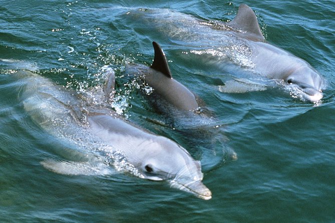 2-Hour Dolphin and Whale Watching in Gran Canaria - Customer Reviews Highlights