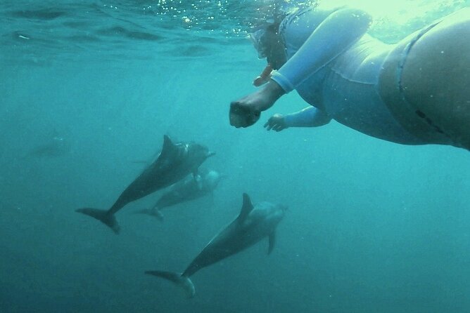 2-Hour Dolphin Excursion in Mauritius - Tour Group Size and Intimacy