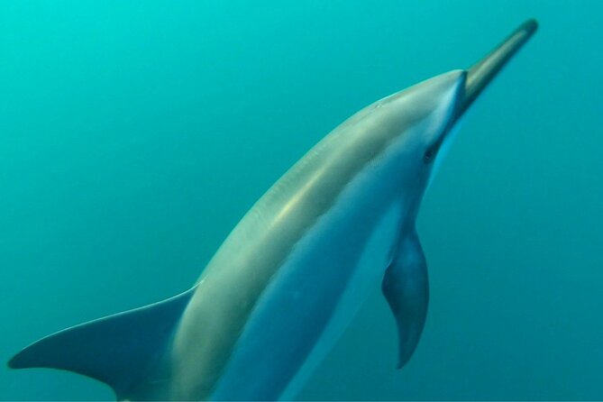 2-Hour Dolphin Excursion in Mauritius - Inclusions and Provided Equipment