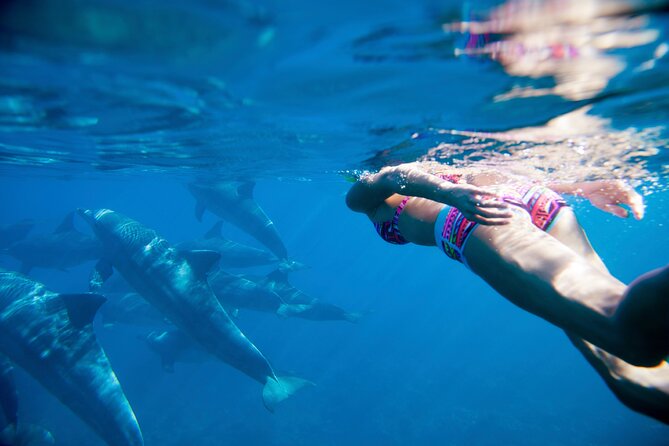 2-Hour Dolphin Excursion in Mauritius - Meeting Point and Schedule