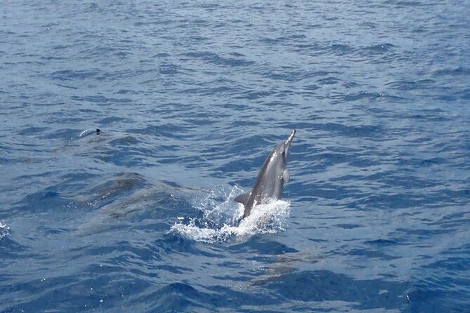 2-Hour Dolphin Excursion in Mauritius - Booking Confirmation and Accessibility