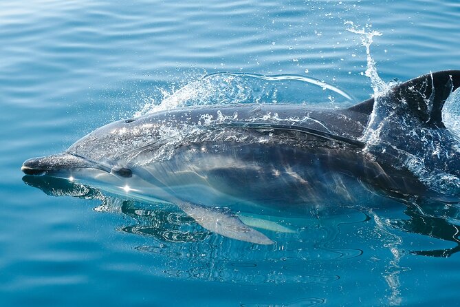 2-Hour Dolphin Guided Safari NP Brijuni From Fazana - Reviews and Traveler Feedback