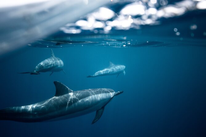 2-Hour Dolphin Guided Safari NP Brijuni From Fazana - Sunset Views and Tour Quality