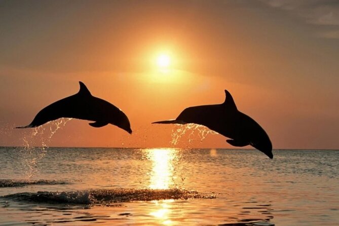 2-Hour Dolphin Guided Safari NP Brijuni From Fazana - Meal Quality Feedback