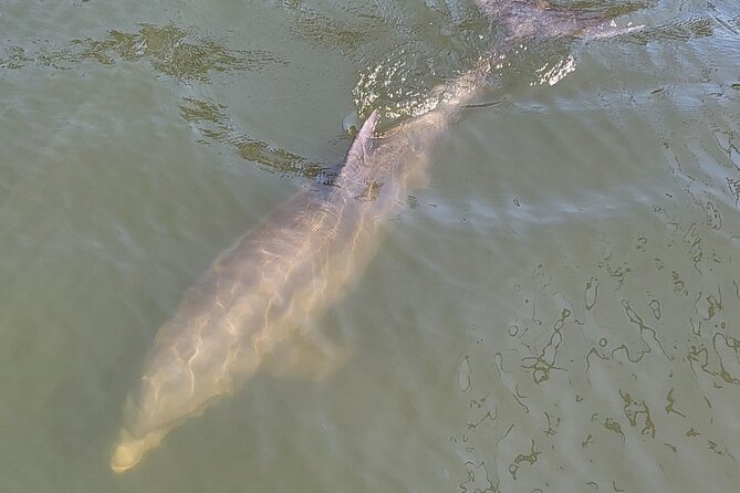 2 Hour Dolphin Sightseeing Tour in Melbourne Florida - Experience With Knowledgeable Captains