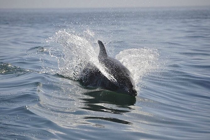 2 Hour Dolphin Sightseeing Tour in Melbourne Florida - Positive Customer Feedback