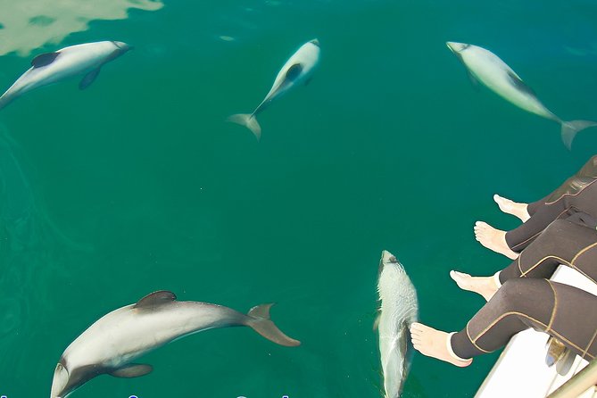 2 Hour Dolphin Viewing Eco-Tour From Picton - Tour Details