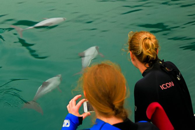 2 Hour Dolphin Viewing Eco-Tour From Picton - Wildlife Viewing