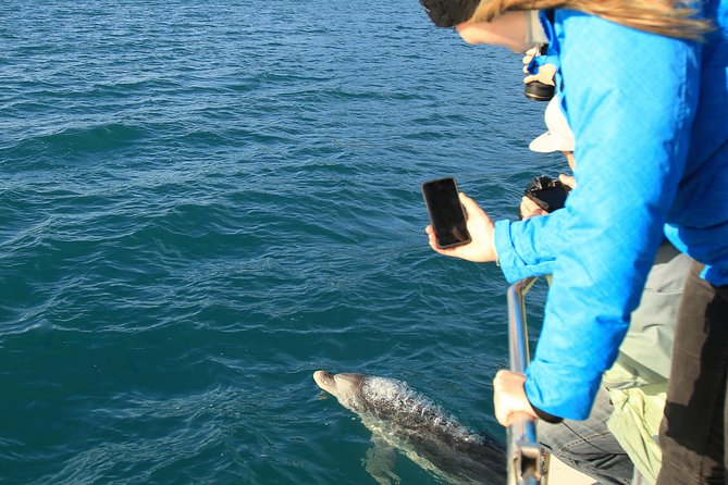 2 Hour Dolphin Viewing Eco-Tour From Picton - Scenic Views