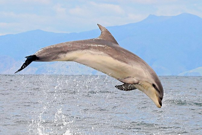 2 Hour Dolphin Viewing Eco-Tour From Picton - End of Tour