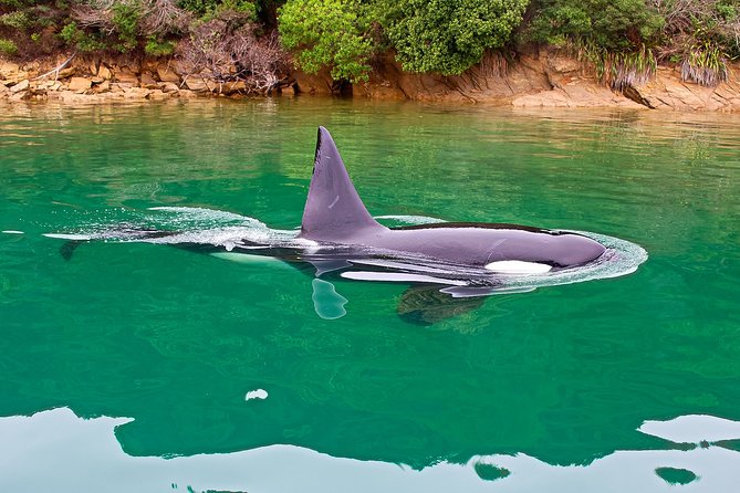 2 Hour Dolphin Viewing Eco-Tour From Picton - Accessibility