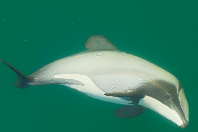 2 Hour Dolphin Viewing Eco-Tour From Picton - Participation and Cancellation