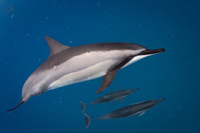 2-Hour Dolphin Watching and Double Reef With Snorkel in Hawaii - Inclusions and Amenities