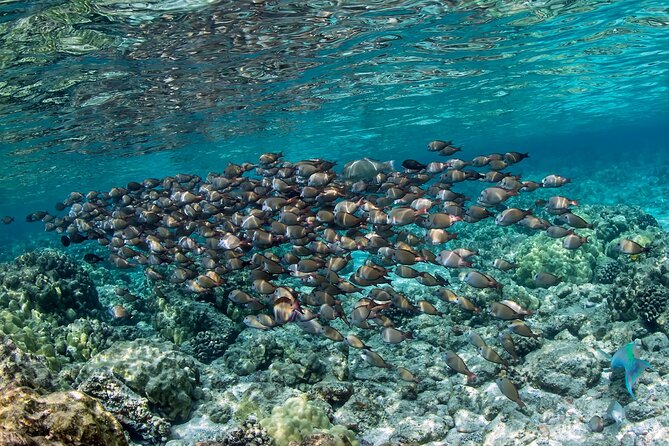 2-Hour Dolphin Watching and Double Reef With Snorkel in Hawaii - Frequently Asked Questions