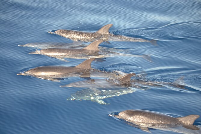 2-Hour Dolphin Watching Experience in Fuerteventura - Overview of the Experience