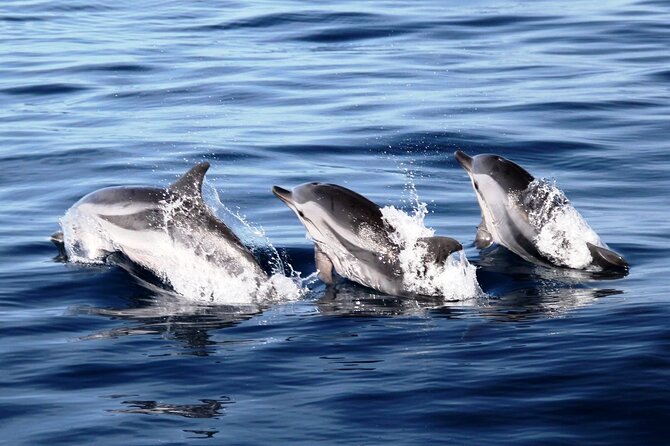 2-Hour Dolphin Watching Experience in Fuerteventura - Cruising Fuerteventuras Southern Coast