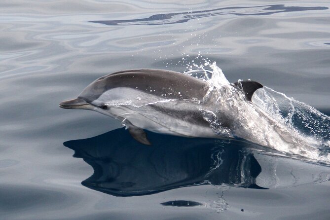 2-Hour Dolphin Watching Experience in Fuerteventura - Experienced Crew Assistance