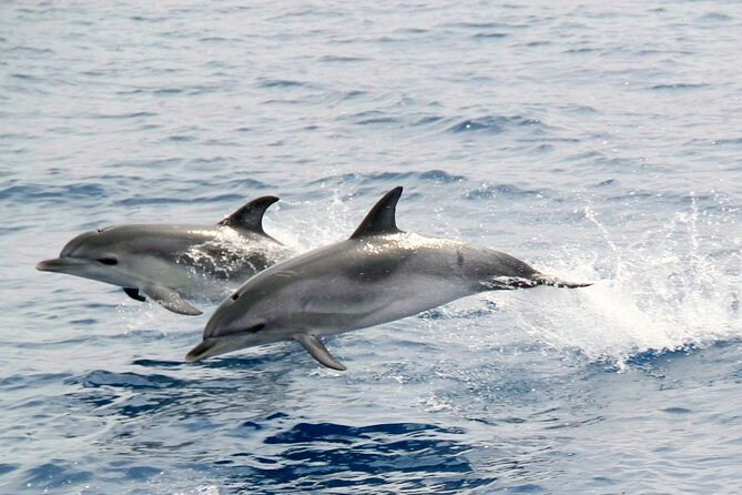 2-Hour Dolphin Watching Experience in Fuerteventura - Meeting and Pickup Logistics