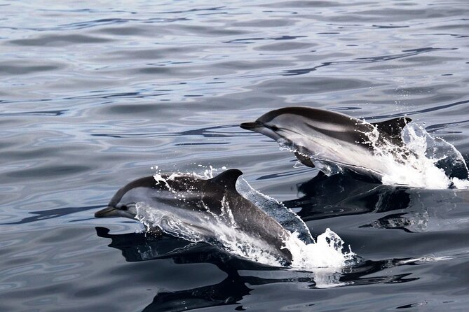 2-Hour Dolphin Watching Experience in Fuerteventura - Preparing for the Excursion