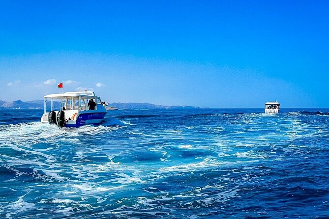 2 Hour Dolphin Watching Experience in Muscat - Meeting and Pickup