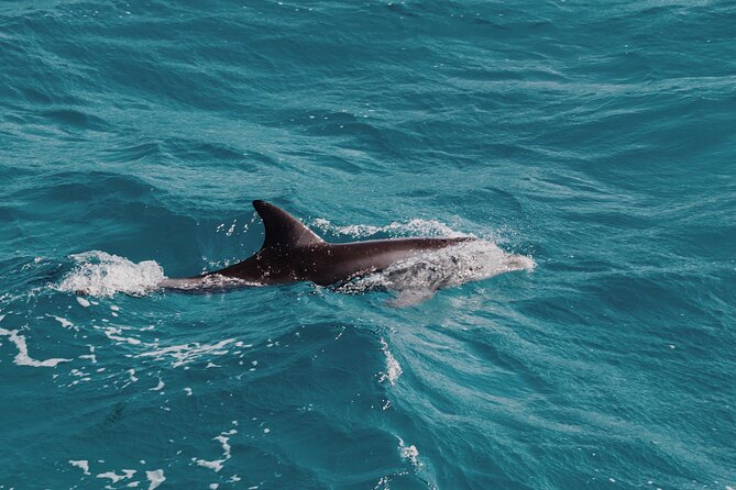 2 Hour Dolphin Watching Experience in Muscat - Additional Considerations