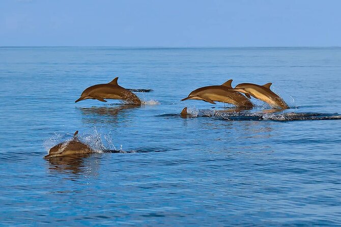 2 Hour Dolphin Watching Experience in Muscat - Departure and Return