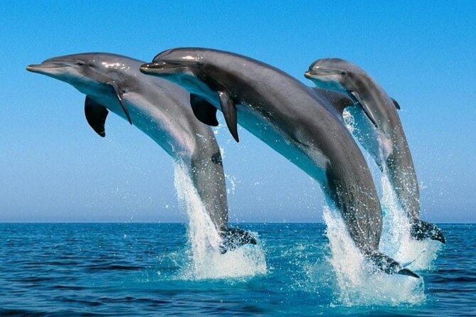 2 Hour Dolphin Watching Experience in Muscat - Frequently Asked Questions