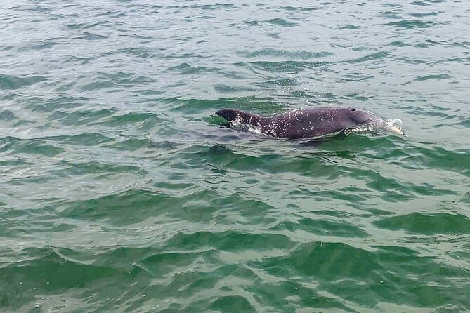 2-Hour Dolphin Watching Tour in Florida - Inclusions and Amenities
