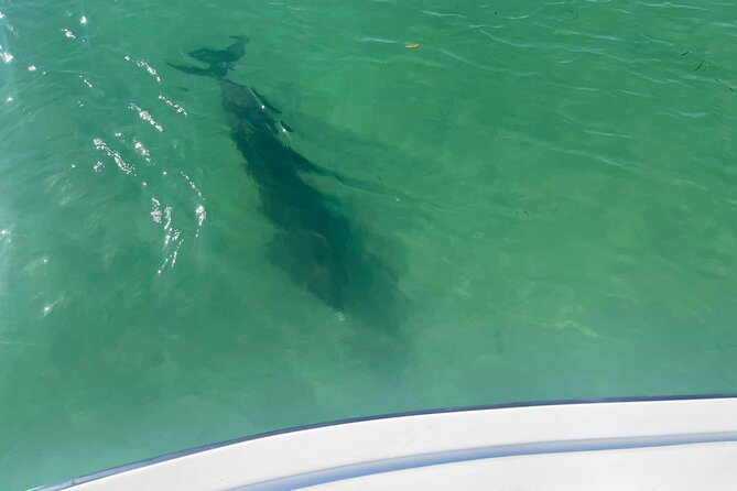 2-Hour Dolphin Watching Tour in Florida - Accessibility and Restrictions