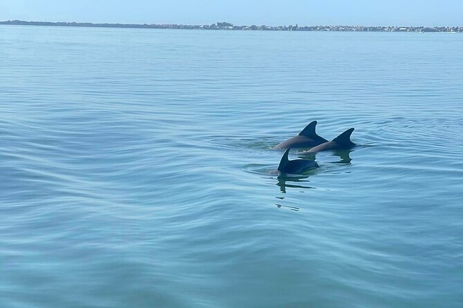 2-Hour Dolphin Watching Tour in Florida - Participant Ratings and Reviews