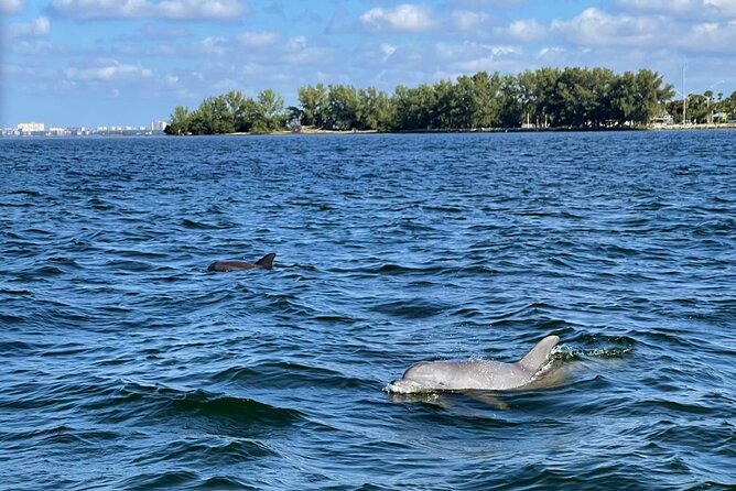 2-Hour Dolphin Watching Tour in Florida - Sightseeing Highlights and Experience