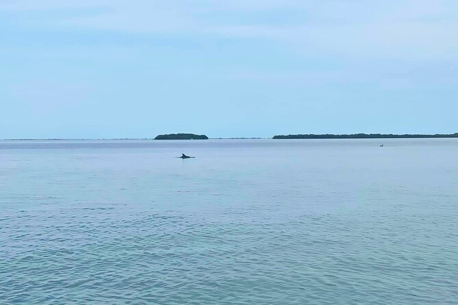 2-Hour Dolphin Watching Tour in Florida - Preparing for the Tour