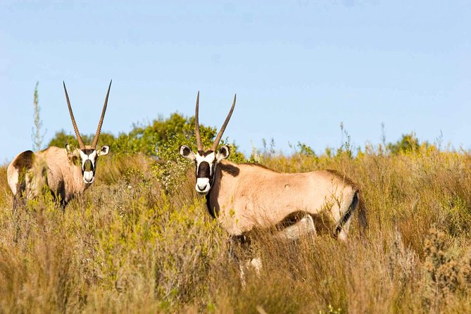 2-Hour Game Drive at the Plettenberg Bay Game Reserve - Guided Tour Experience