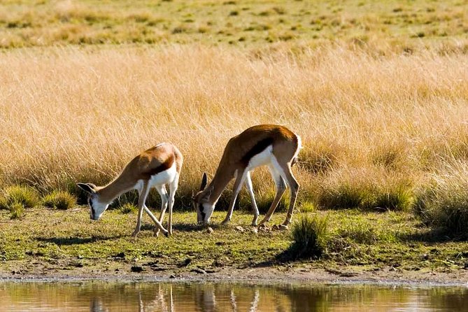2-Hour Game Drive at the Plettenberg Bay Game Reserve - Tour Duration and Capacity