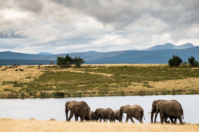 2-Hour Game Drive at the Plettenberg Bay Game Reserve - Inclusions and Exclusions