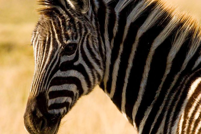 2-Hour Game Drive at the Plettenberg Bay Game Reserve - Booking and Pricing